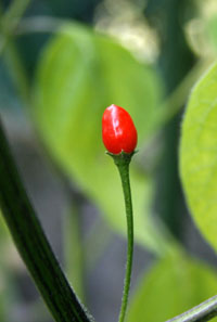 Cumari Pollux
